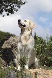 GOLDEN RETRIEVER 745
